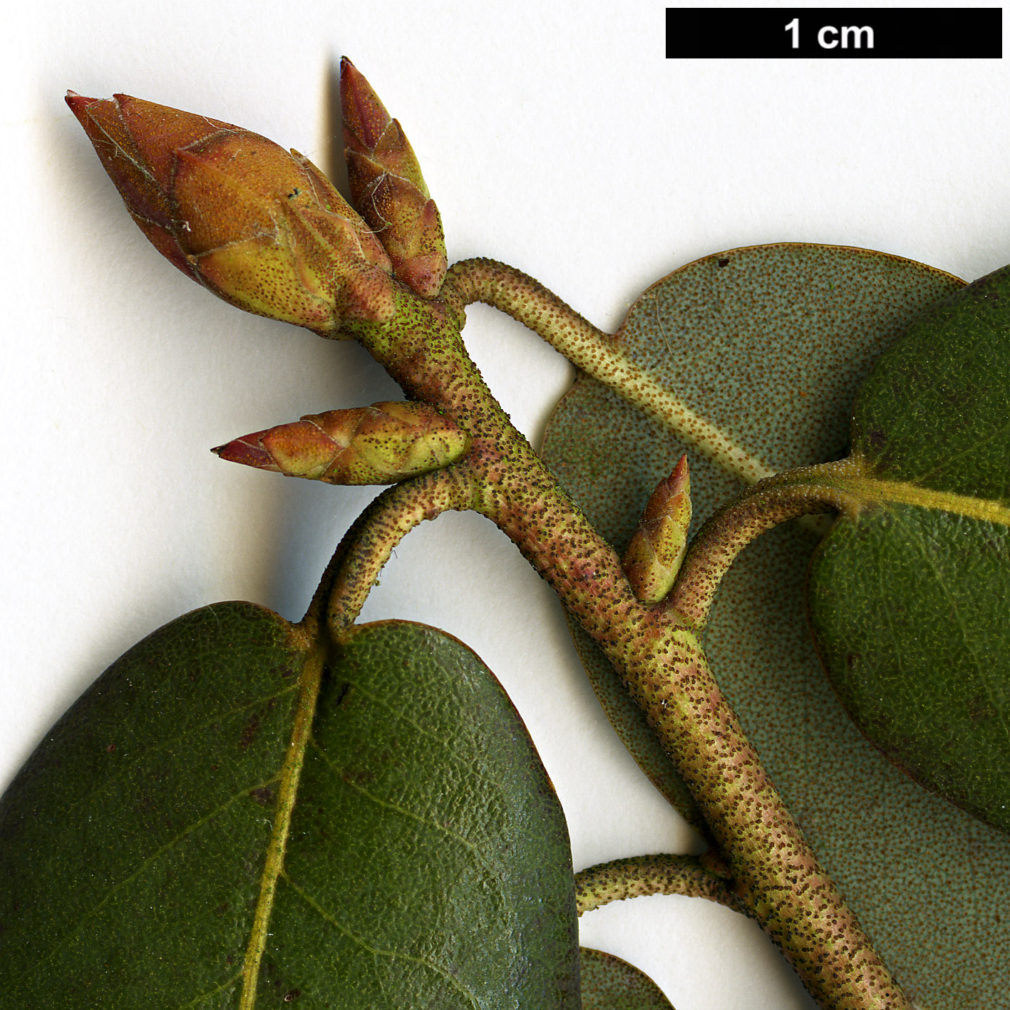 High resolution image: Family: Ericaceae - Genus: Rhododendron - Taxon: triflorum